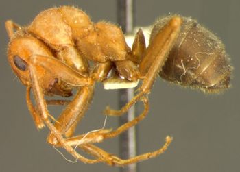 Media type: image; Entomology 23246   Aspect: habitus lateral view